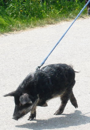 Foto: Kurt Scheuerer