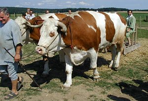 Foto: Kurt Scheuerer