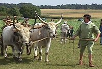 Ochsengespann in MÃ¶ckenlohe. Foto: Gerd Welker.